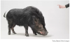 Quá trình thuần hóa lợn rừng (Sus Scrofa): Hai sự kiện lịch sử riêng biệt