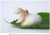 Con tằm (Bombyx spp) - Lịch sử của nghề dệt lụa
