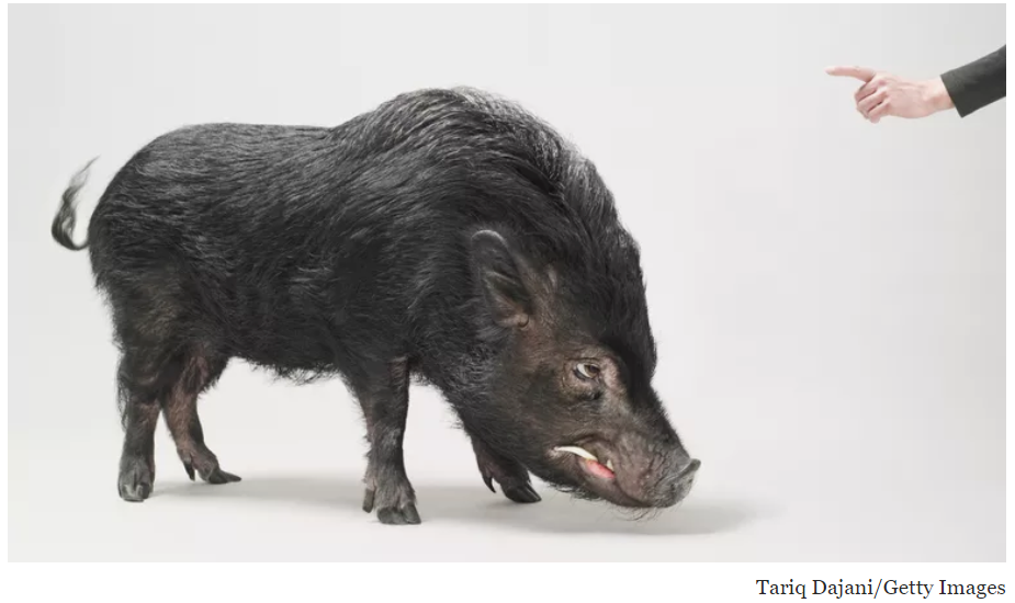 Quá trình thuần hóa lợn rừng (Sus Scrofa): Hai sự kiện lịch sử riêng biệt 